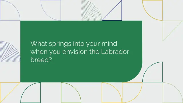 Video thumbnail for Silver Lab: facts, prices, and controversies