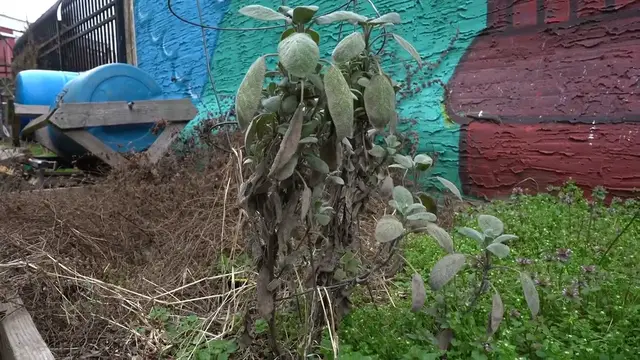 Video thumbnail for Pennsylvania Native Shrubs