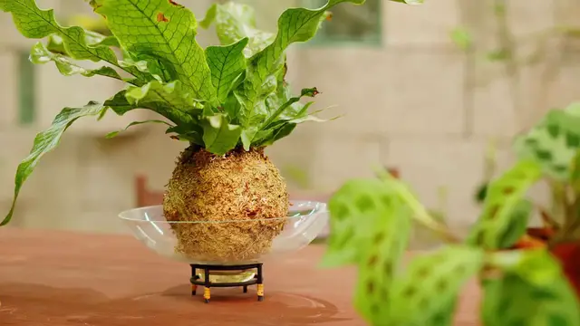 Video thumbnail for Care for Orchids Indoors