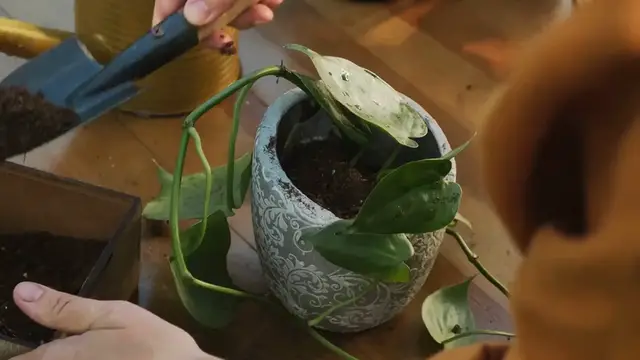 Video thumbnail for How to Prune Houseplants – Keep Your Plants Healthy and Thriving