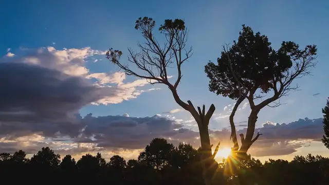 Video thumbnail for Juniper Bonsai