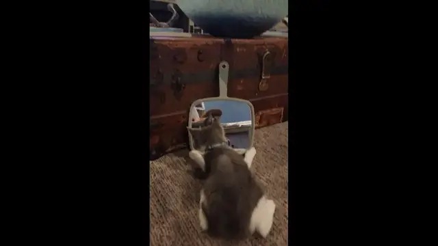 Video thumbnail for Kitten Meets Its Mirror Match!