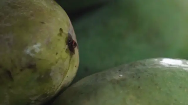 Video thumbnail for What Zone Does Mango Grow In