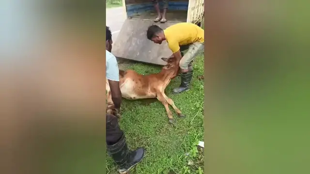 Video thumbnail for India: Social cow saver organisation rescued a cow calf suffered a broken leg an accident in Shahdol , Madhya Pradesh.