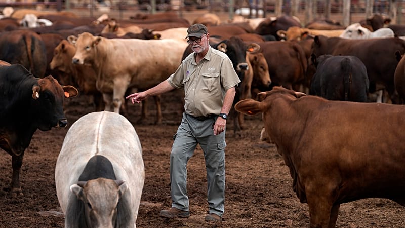 Video thumbnail for South Africa starts mass vaccination program to halt foot-and-mouth outbreak
