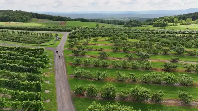 Video thumbnail for Road Trip: Lawrence Farms Orchards in Newburgh has something delicious waiting to be picked