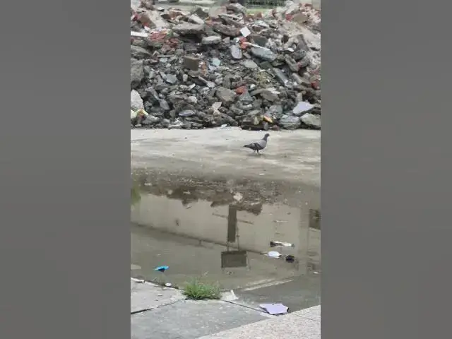 'Video thumbnail for kabutar'