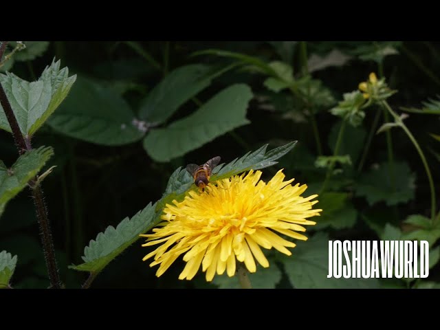 Video thumbnail for Reading By The River | Relaxing Vlog | Joshua Wurld