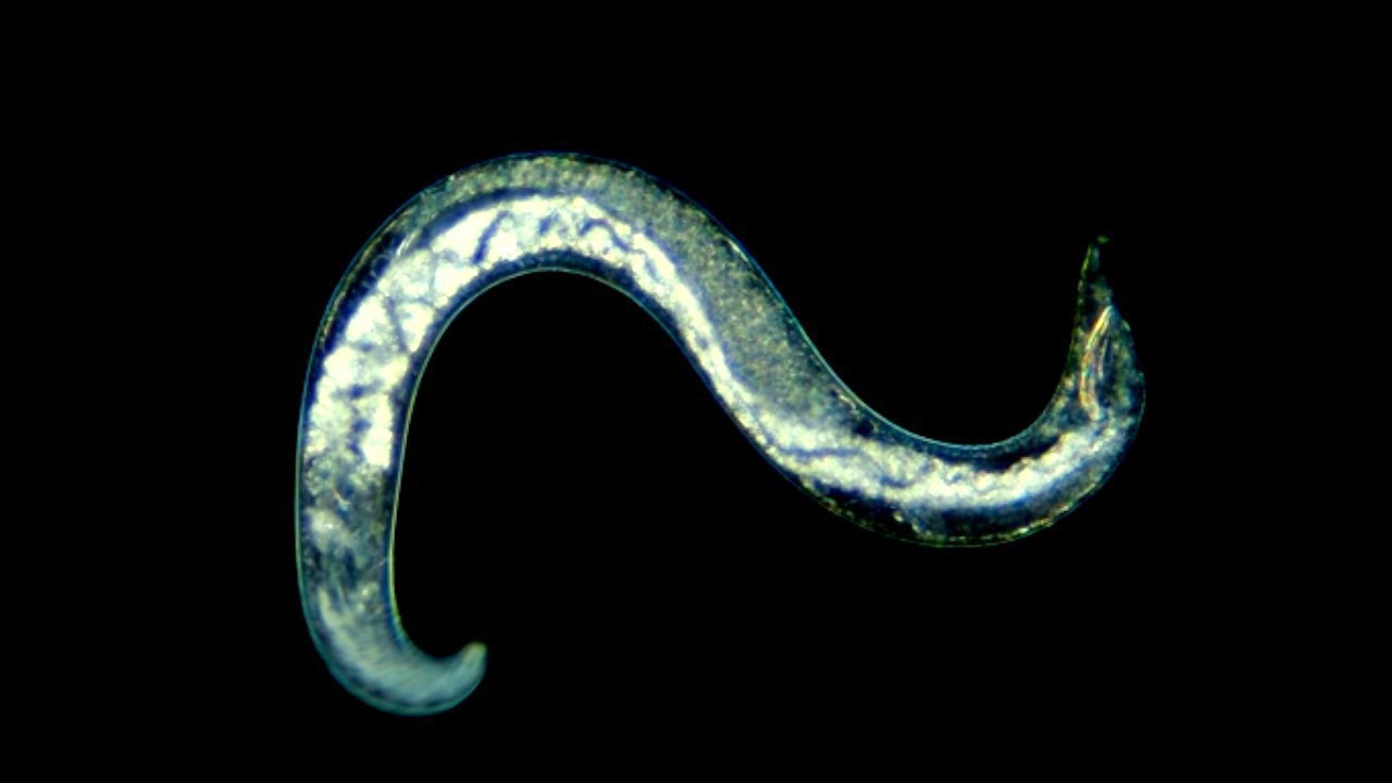 Video thumbnail for Nematode Revived After Thousands of Years Frozen in Permafrost
