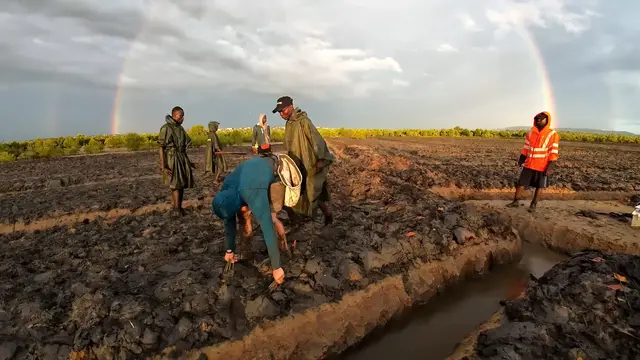 Video thumbnail for Most mangrove trees planted by an individual in 24 hours - 47,460 by Antoine Moses