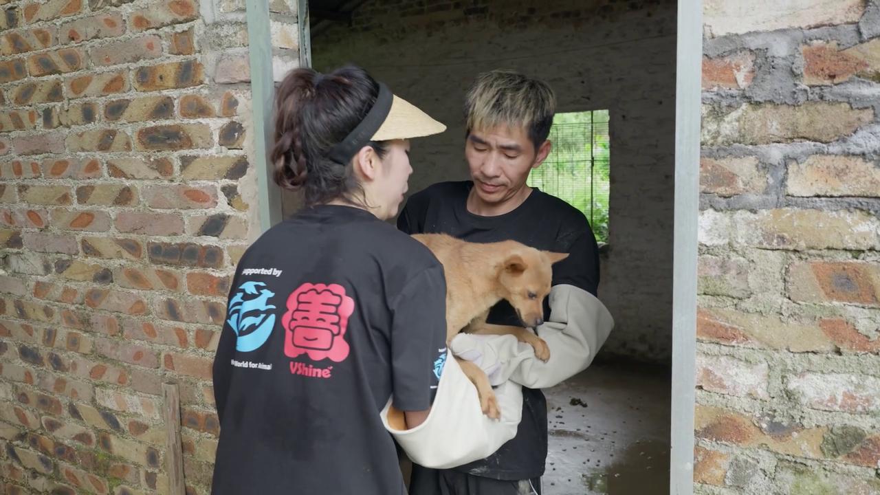 Video thumbnail for China: Dog Slaughterhouse Shut Down In China As Festival Trade Facility Closes And Dogs Rescued.