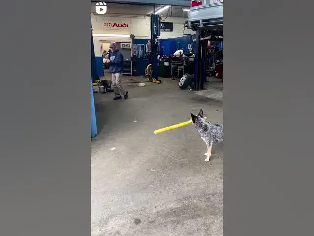 'Video thumbnail for Baseball Doggo - Dog Sports'