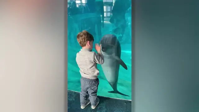 Video thumbnail for Dolphin Plays Game With Kid | Happily TV
