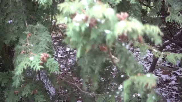 Video thumbnail for Tips for pruning evergreen shrubs