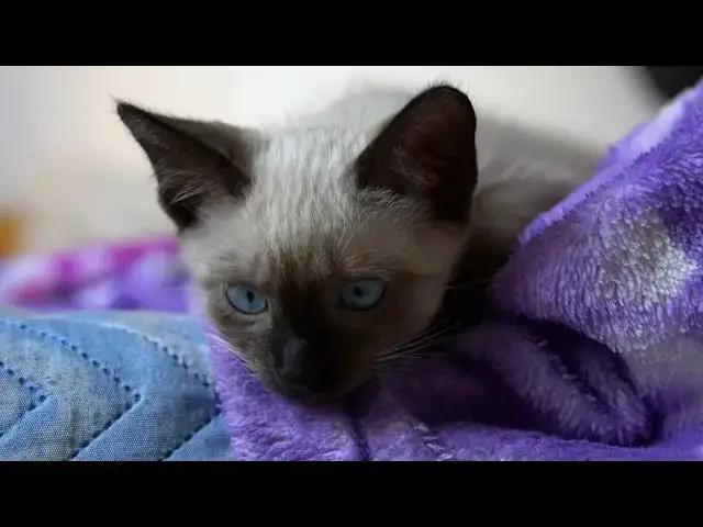 Video thumbnail for Do cats get jealous of other pets getting attention?