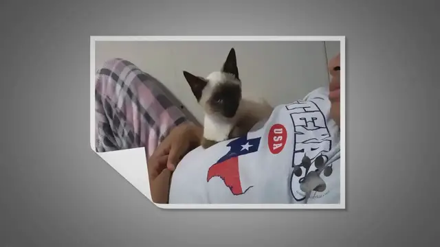 Video thumbnail for Are Siamese Cats Clingy?