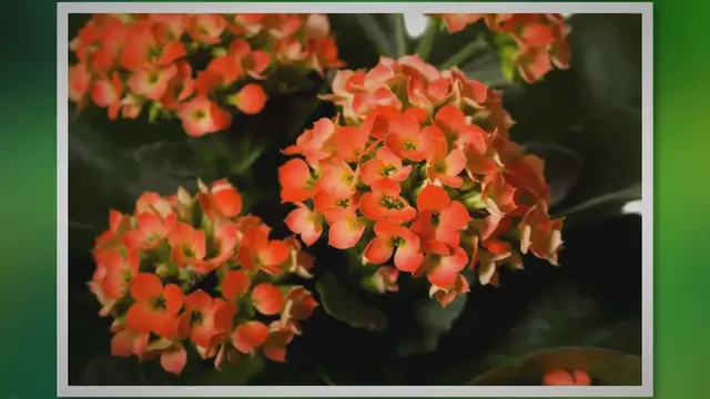 Video thumbnail for Guide to Kalanchoe Care: Grow Vibrant Blooms with These Tips