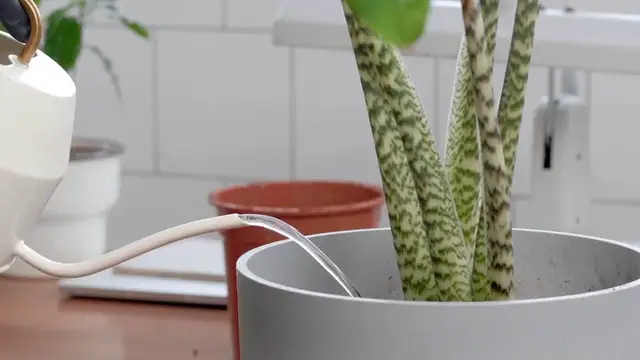 Video thumbnail for Propagate Hanging Plants