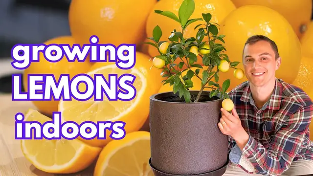 Video thumbnail for How to Grow LEMONS Indoors / Outdoors in Containers (& Limes, Oranges)