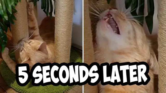 Video thumbnail for Does My Cat Like This Lemonda Palm Tree Scratching Post?