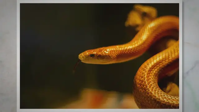 Video thumbnail for Do Snakes Eat Dead Animals? Exploring the Diet of Serpents