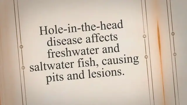 'Video thumbnail for Hole-in-the-Head Fish Disease: Symptoms and Treatment'