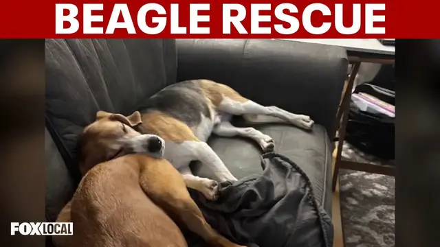 Video thumbnail for Rescued beagles from research lab look for new homes on Long Island