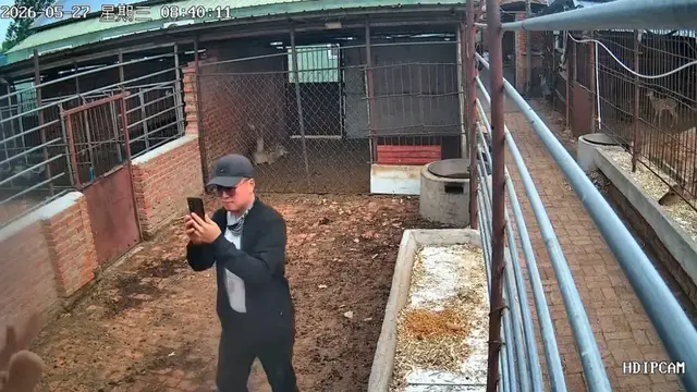 Video thumbnail for Man Narrowly Escapes Charging Sika Deer in Jilin Enclosure