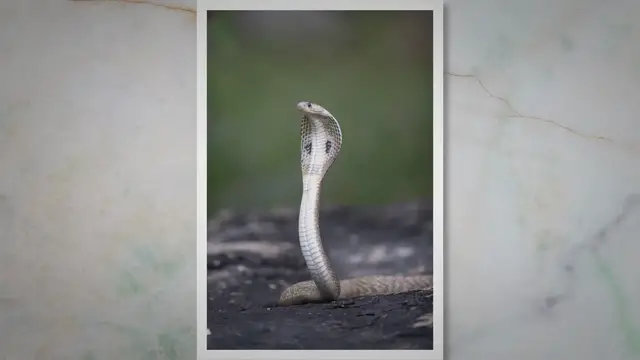 Video thumbnail for Facts About Spitting Cobras
