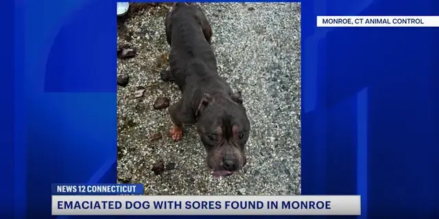 Video thumbnail for Emaciated dog found in Monroe