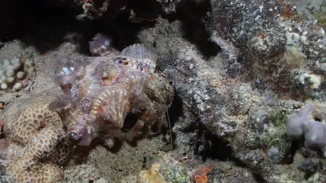 Video thumbnail for Egypt: Gubal Island offers divers glimpse of Red Sea's underwater treasures.