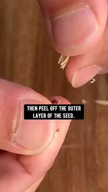 Video thumbnail for How to grow a baby lime tree