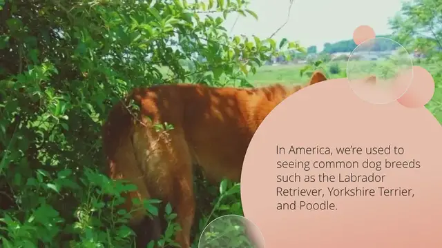 Video thumbnail for 4 Vietnamese Dog Breeds (With Pictures!)