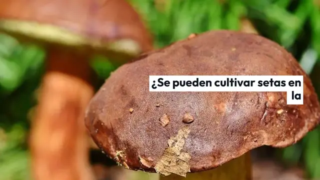 Video thumbnail for Setas, cómo cultivarlas en la taberna: el método para llevarlas de la bodega a la cocina