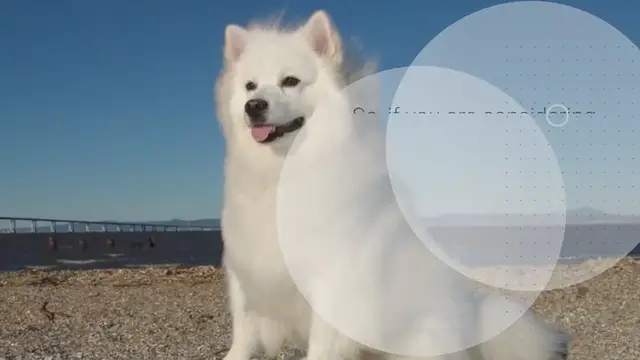 Video thumbnail for 20 Beautiful White Dog Breeds (With Pictures!)