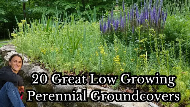 Video thumbnail for Add These 20 Low Growing Perennials - Groundcovers - Low Maintenance - Reduce Weeds & Mulch