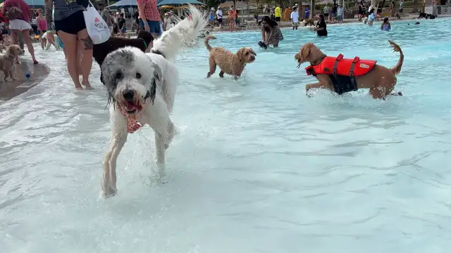 Video thumbnail for Most dogs attending a pool party - 296 dogs achieved by We Love Doodles