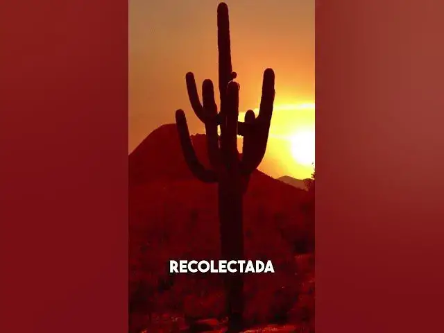 Video thumbnail for El Humilde Cactus y Su Increíble Capacidad de Almacenamiento de Agua #plantas #cactus #americalatina