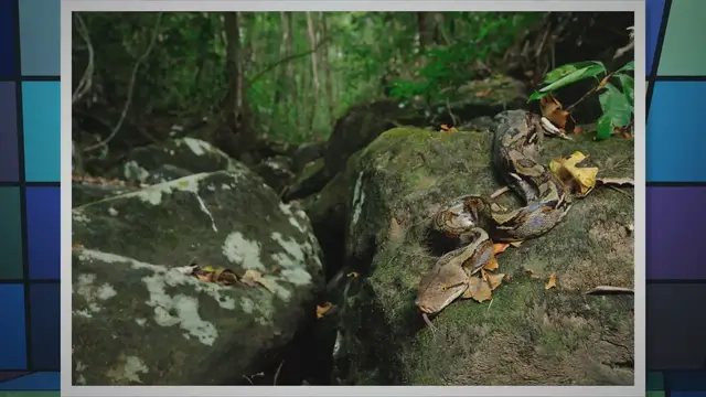 Video thumbnail for Where Do Reticulated Pythons Live? Exploring the Natural Habitat of Reticulated Pythons