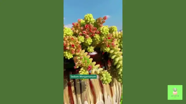 'Video thumbnail for Succulent Names - My Succulent Collection '