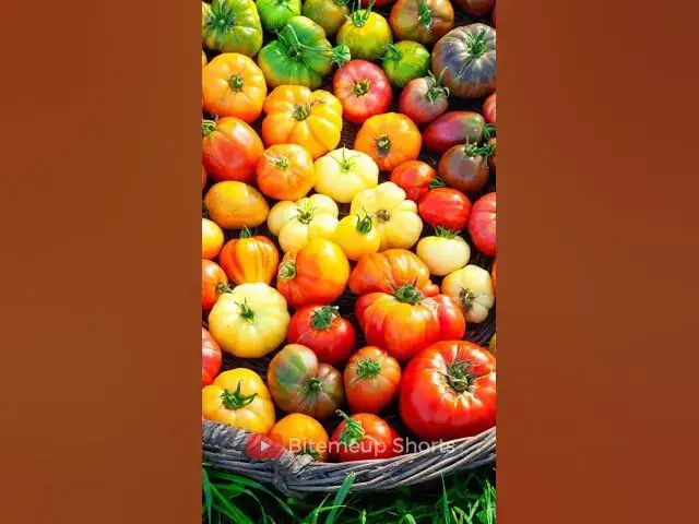 'Video thumbnail for 10 Types of Tomatoes #tomatoes'