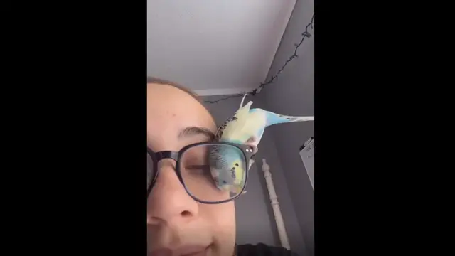 Video thumbnail for Playful Budgie Gets Curious About a Pair of Glasses