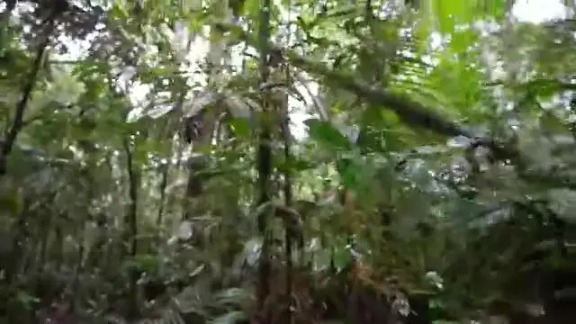 'Video thumbnail for Illegal Ceremony With A Shaman In The Amazon Jungle!! Will I Survive?!'