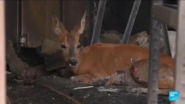 Video thumbnail for From deer to hedgehogs: Wildfires devastate France's wildlife