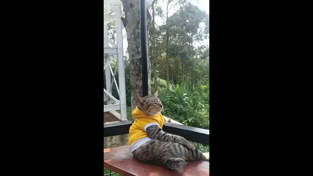 Video thumbnail for Cat Relaxing Outdoors in Sumber Agung, Indonesia