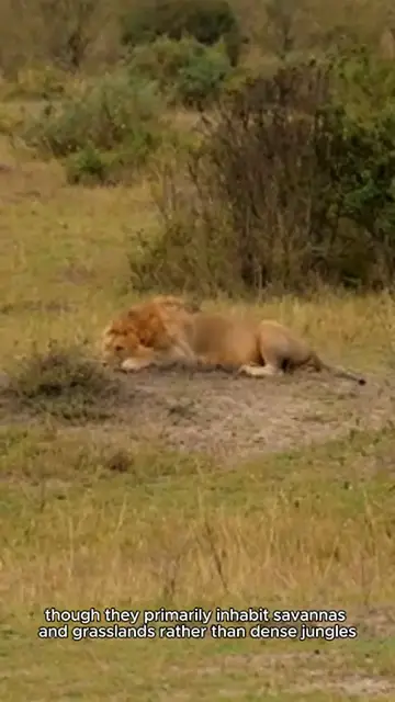 'Video thumbnail for King of the jungle'
