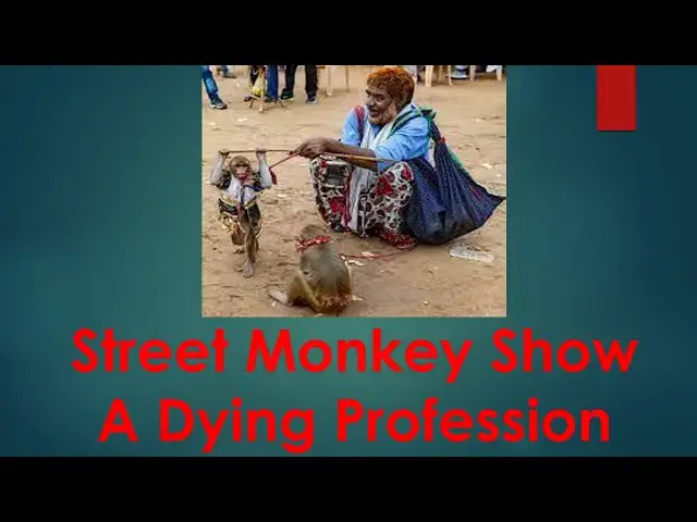 Video thumbnail for Street Monkey Show | A Dying Profession #monkey #culture #profession