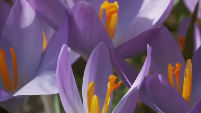 Video thumbnail for How to Plant Ranunculus Bulbs