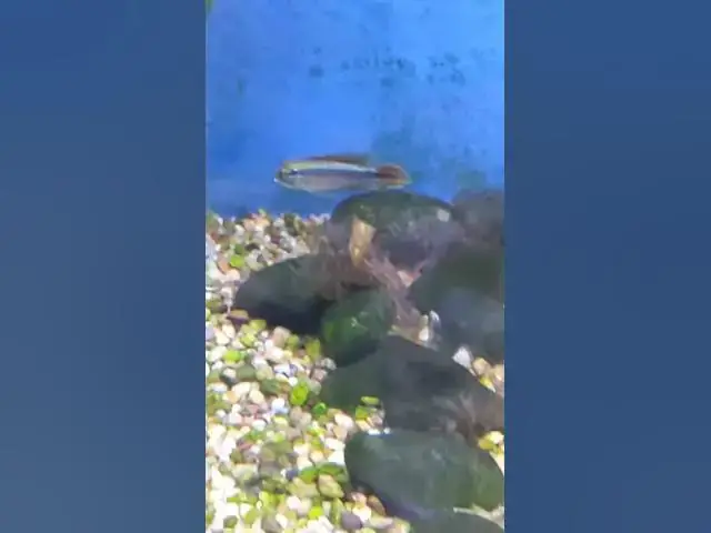 Video thumbnail for A fiery and young Apistogramma Agassizii at Nolan's Aquarium #shorts