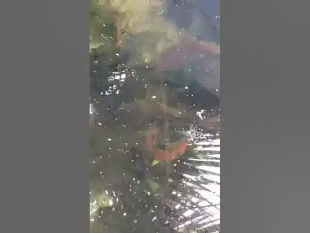 Video thumbnail for Longfin Rosy Barbs in my trough pond along with Golden Topminnows #shorts